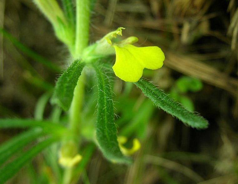 Ajuga chamaepitys / Iva artritica, Camepizio